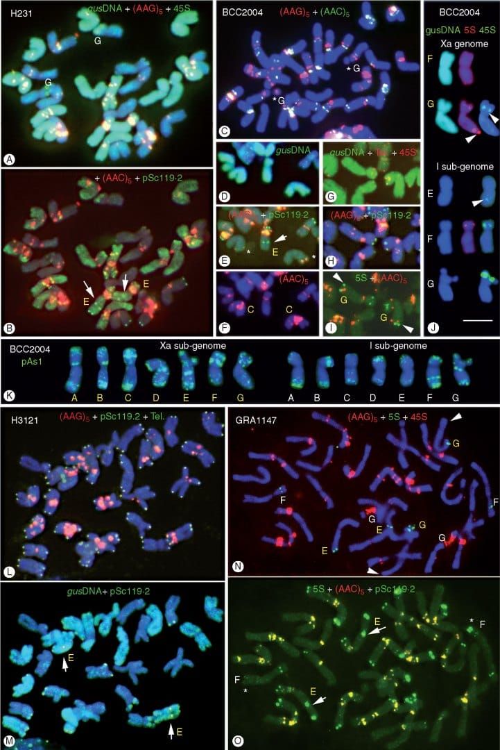 Multiple target in situ hybridizations combining GISH using H. marinum subsp. gussoneanum DNA as a probe (gusDNA)