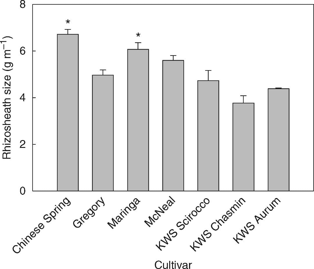 Rhizosheath size of ‘Chinese Spring’ compared with a range of unrelated cultivars