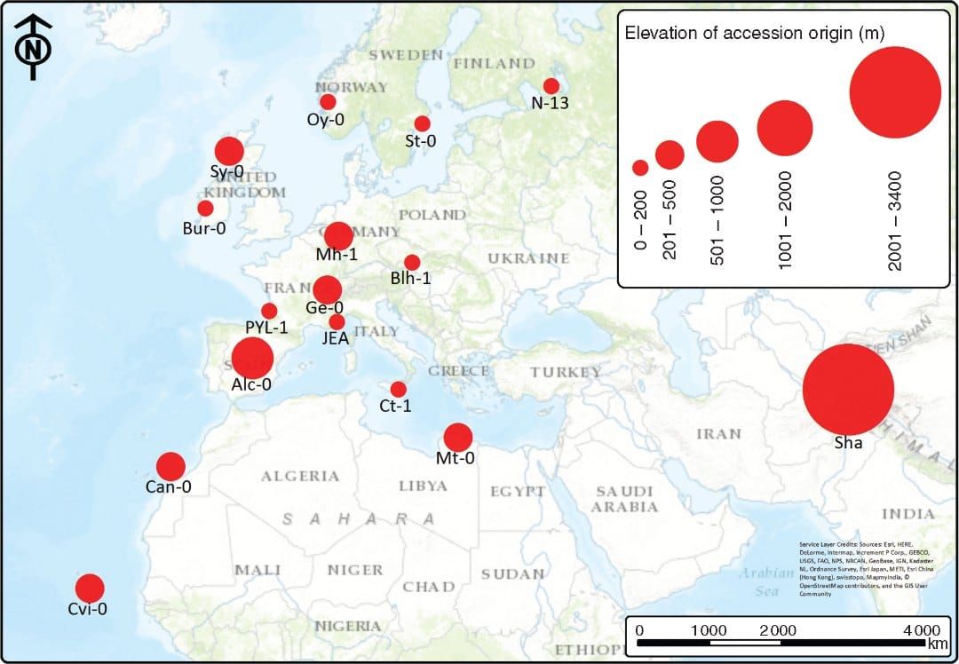 Origin of the arabidopsis accessions used in this study. The size of the circle reflects elevation.