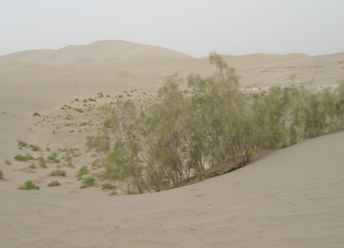 Genetic structure of Tamarix taklamakanensis