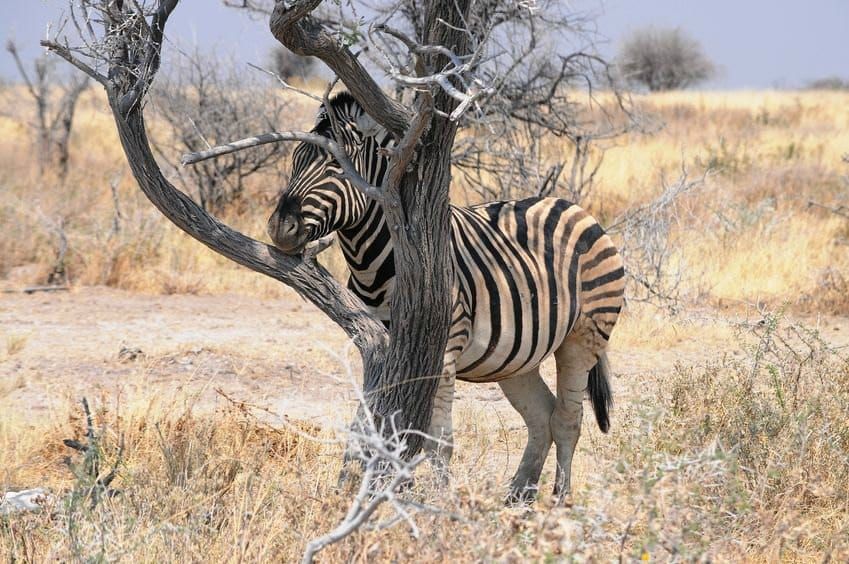 Tree (and zebra)