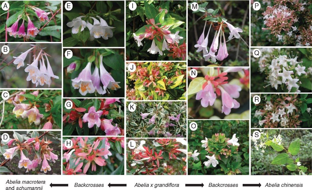 Photographs of Abelia taxa.