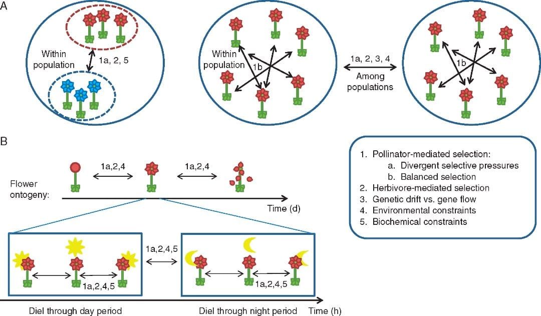 Schematic representation of the various scales of floral scent variation and the main ecological and evolutionary processes a