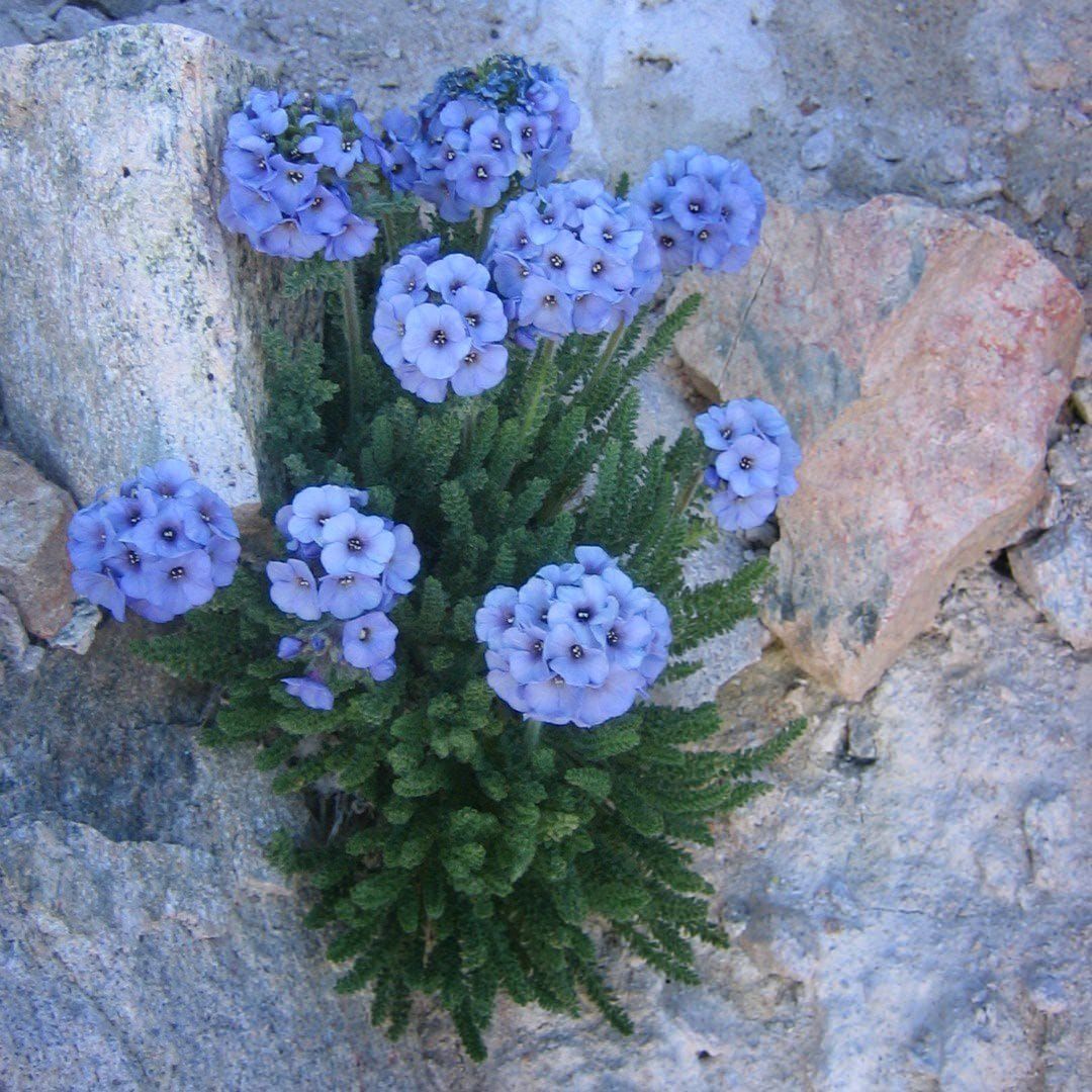 Polemonium viscosum