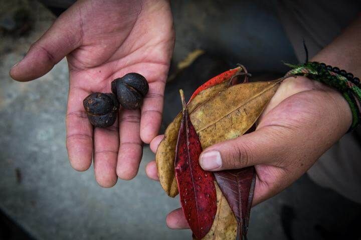Fruits and leaves of Incadendron esseri, new tree genus found in Peru and Ecuador.