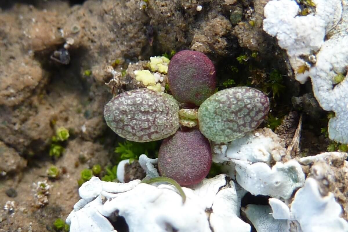 Gypsum tolerant plant