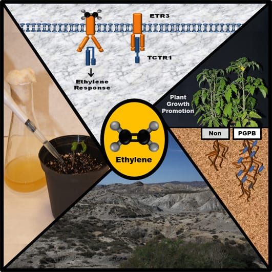 Ethylene perception determines tomato plant growth induction by soil bacteria