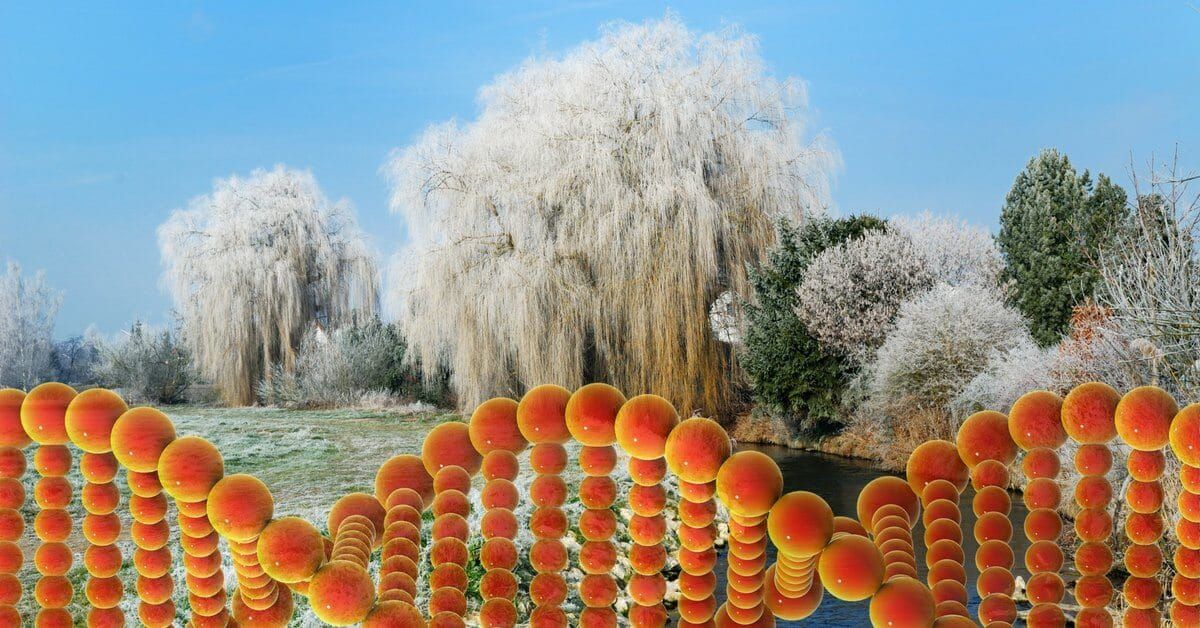 Predictive modelling for yield at Bioenergy Genomics 2017