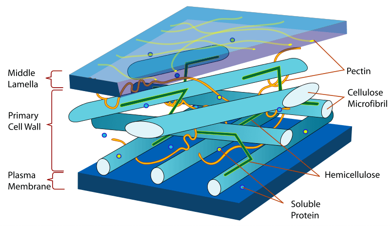 Structure of the plant cell wall.