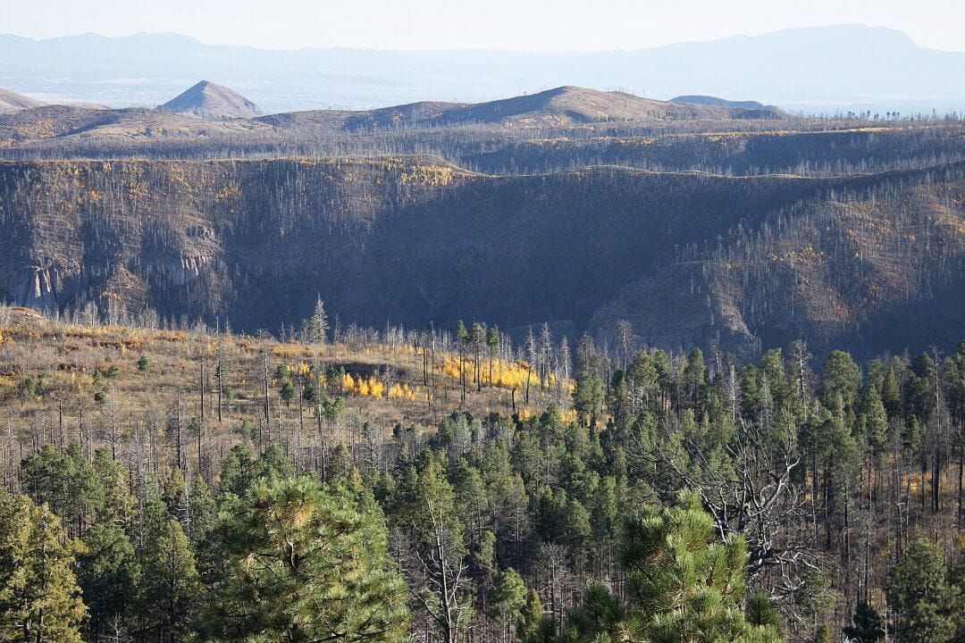 Tree mortality in northern New Mexico. October 2016.