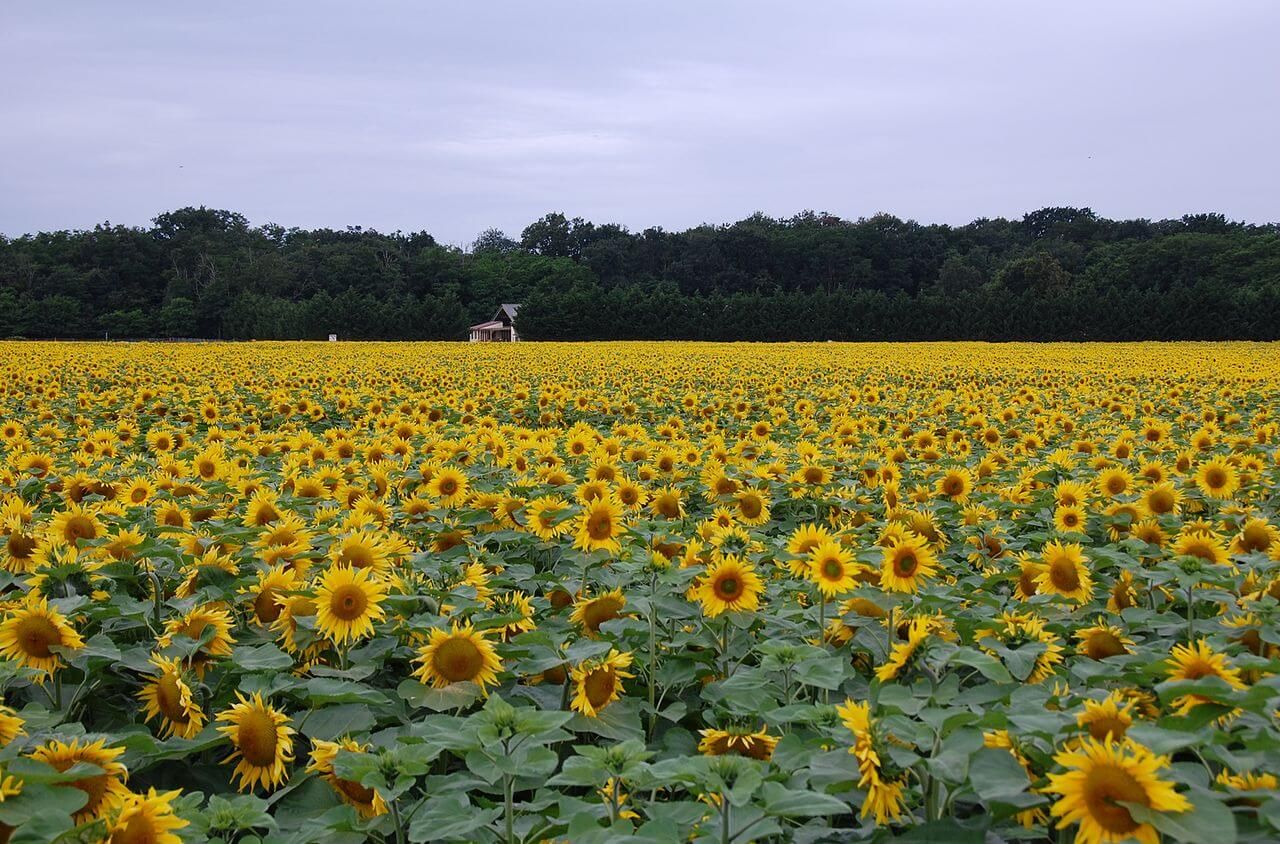 Field of sunflowers