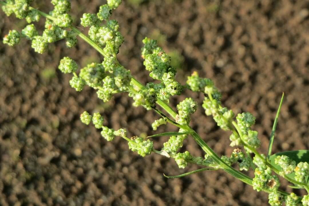Chenopodium album