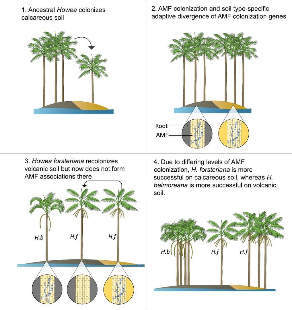 One possible scenario leading to the reduction of arbuscular mycorrhizal fungi (AMF) in Howea forsteriana