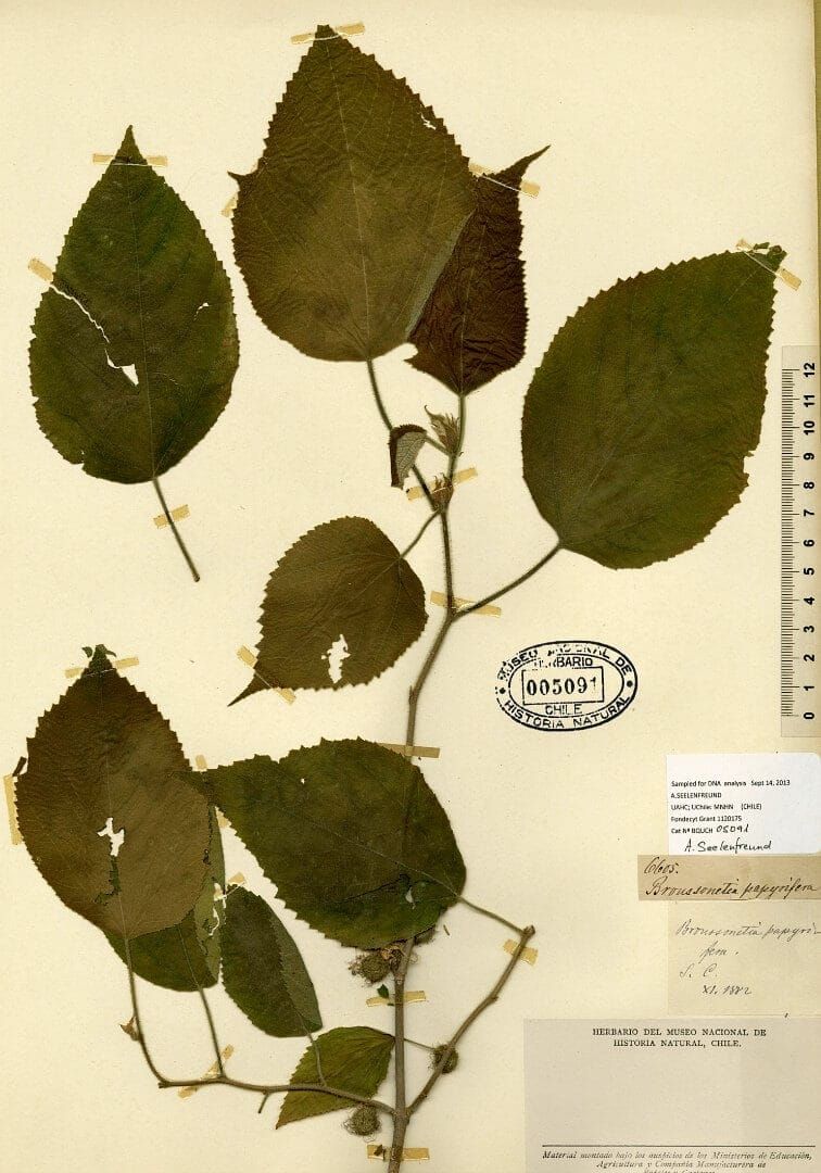 Genetic diversity of paper mulberry herbaria samples from the Pacific