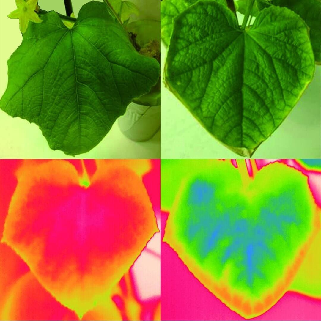Wild cucumber leaves under thermal imaging