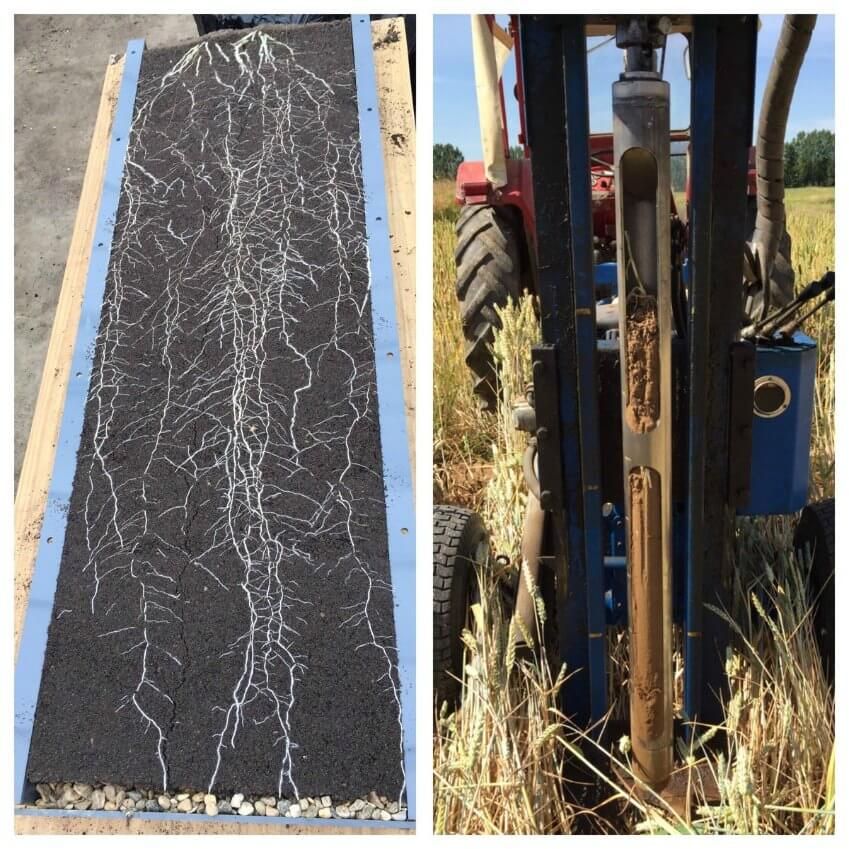 Deep roots of wheat in the field