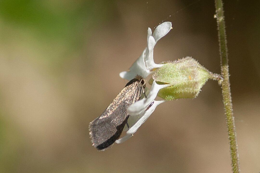 Lithophragma bolanderi and Greya moth