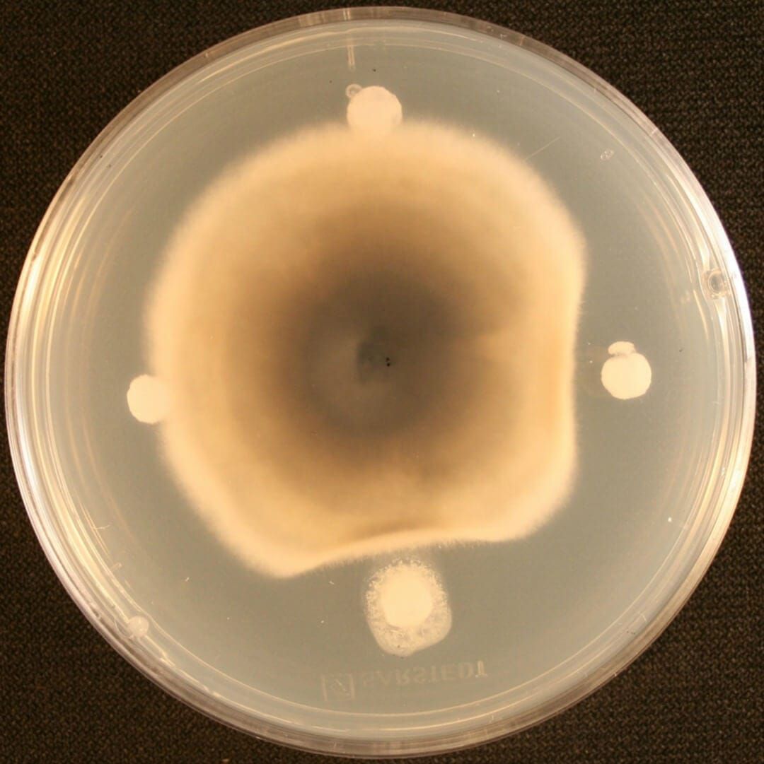 Suppression of Brassica fungal pathogens by Bacillus amyloliquefaciens