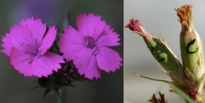 Plant biotic interactions and fitness in habitat edges