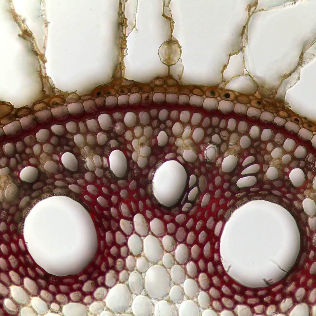 Cross section of a young root of sugarcane.