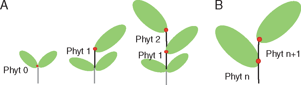 Diagrammatic representation of phytomer growth.