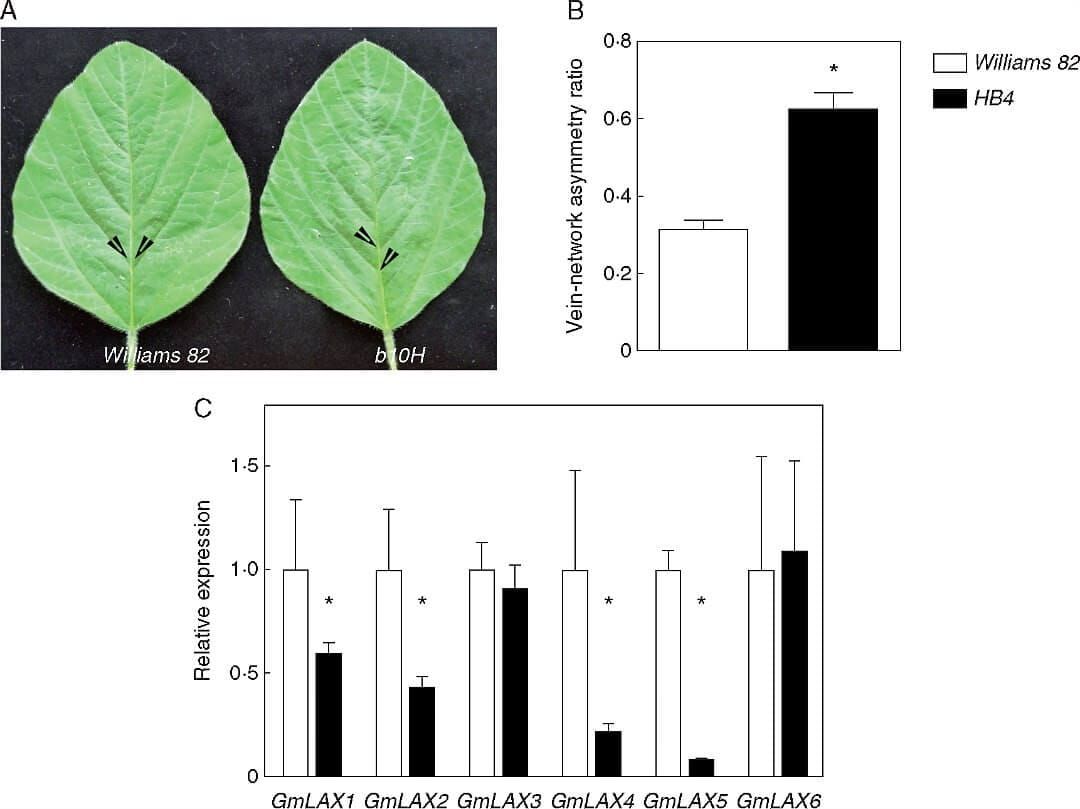 Ectopic expression of HaHB4 in transgenic soybean leaves enhances the asymmetric formation of secondary vein pairs.