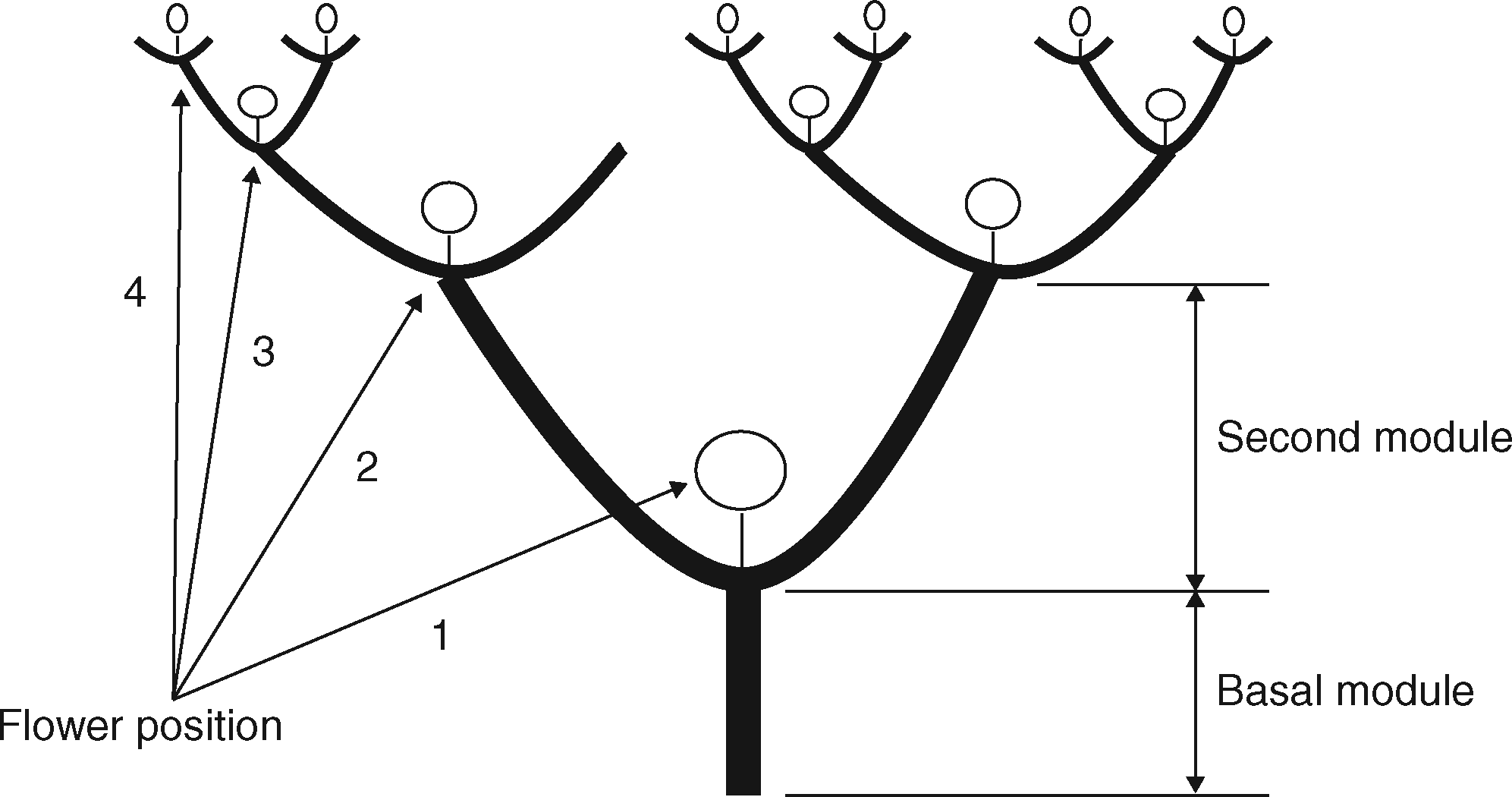 Leeuwenberg’s architectural model of Datura stramonium