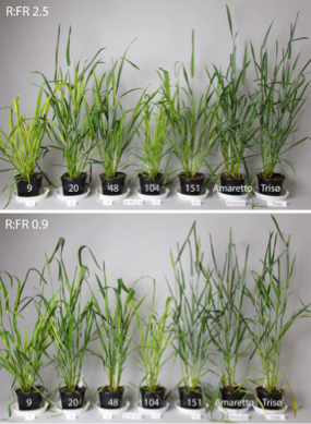 Reducing shade avoidance responses in a cereal crop