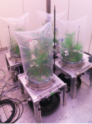 Quantification of monoterpene emission sources in response to drought