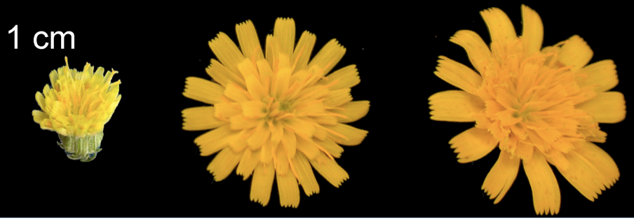 Hybridization and diversification in island plants