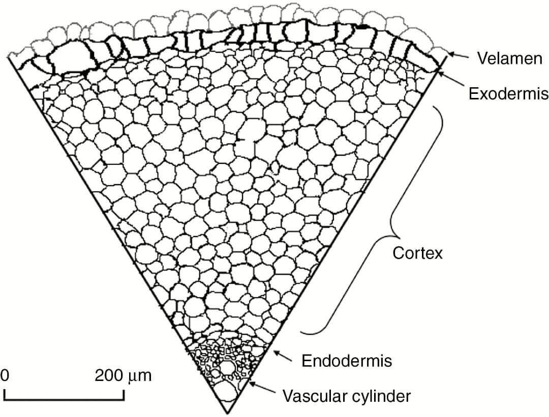 Root transection of Rhodohypoxis thodiana (Hypoxidaceae), drawn from a freehand section.