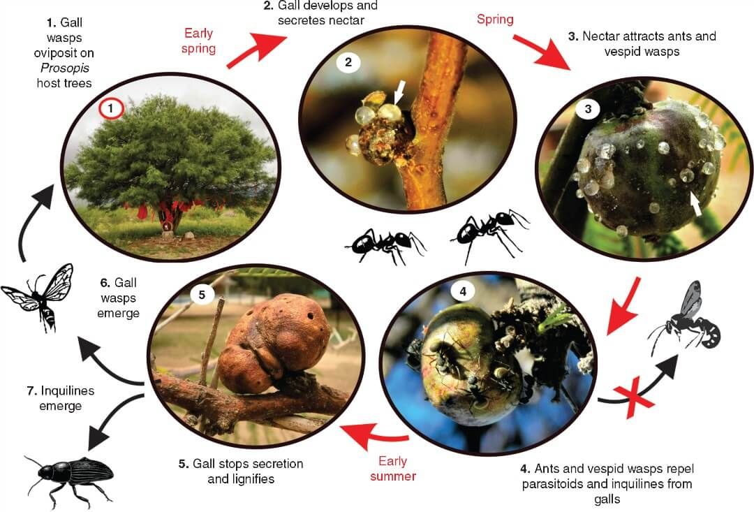 Life cycle of Eschatocerus acaciae galls on Prosopis sp. trees and their interaction with nectar consumers and natural enemie