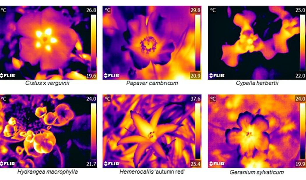 Floral thermographs demonstrating the range of floral temperature patterns observed.