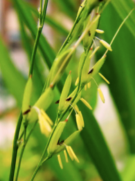 A panicle of wild rice