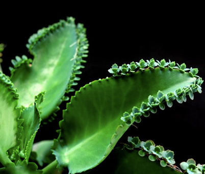 Benefits of self discrimination in roots