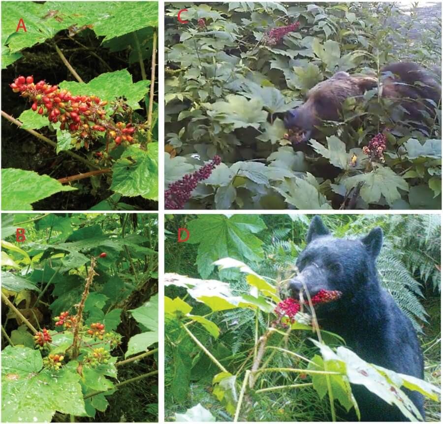 A bear eating berries