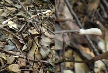 L. nigricans in Iwata, Nishimuro County, Wakayama prefecture.