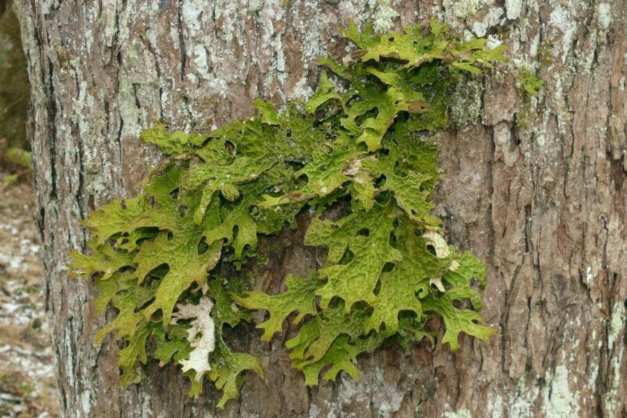 Lobaria pulmonaria