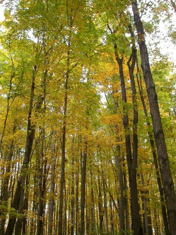 Fall foliage in a Michigan northern hardwood forest.