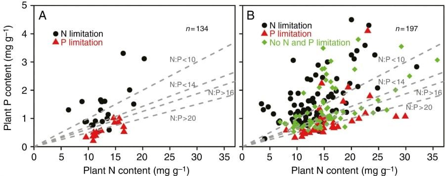 Relationship between plant N and P content in the unfertilized control plots and type of nutrient limitation determined in th