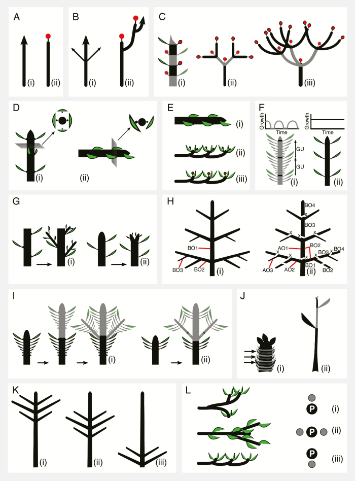 Main concepts in plant architecture.