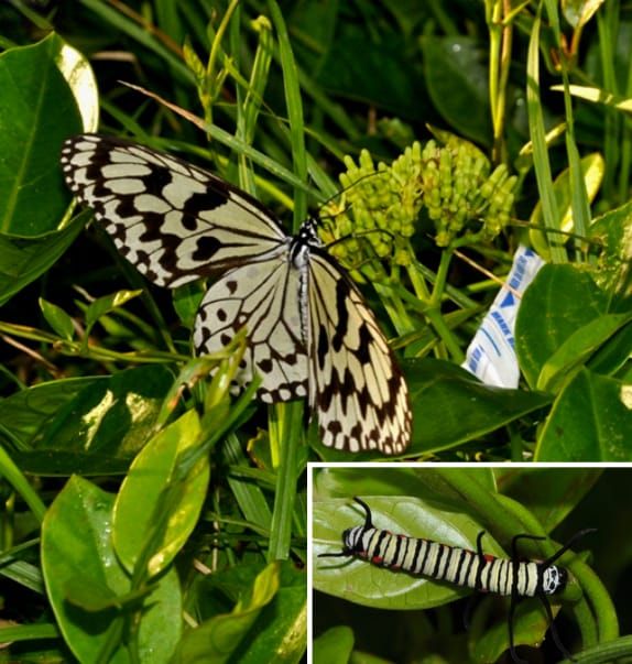 Butterfly and milkweed