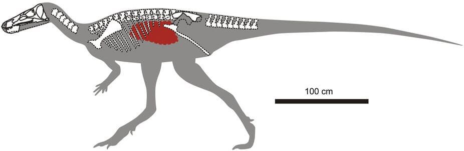 Location of the gut content in the reconstructed skeleton of Isaberrysaura mollensis gen. et sp. nov.