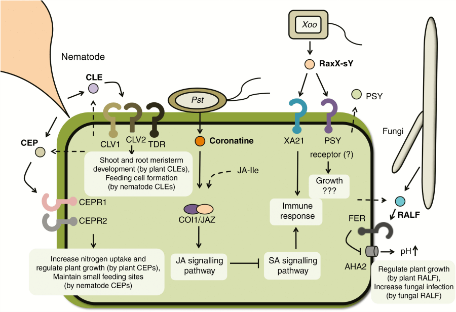 Plant pathogens produce molecular mimics that modulate plant signalling pathways.