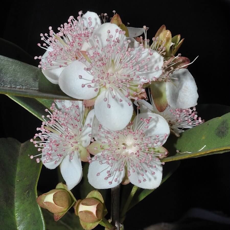 Eugenia involucrata (Sect. Phyllocalyx)