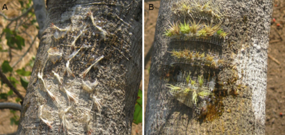 Dispersal and establishment of vascular epiphytes in modified landscapes