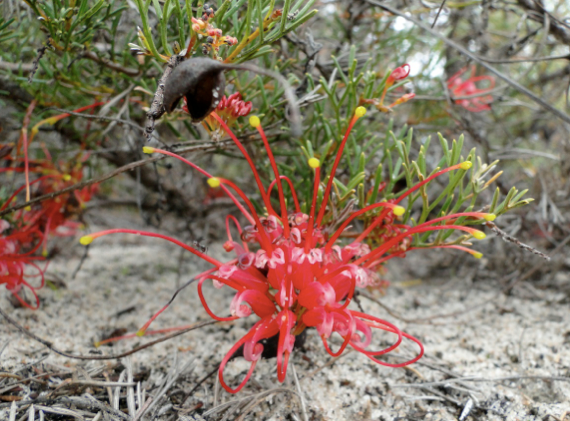 Population genetics of a rare Grevillea