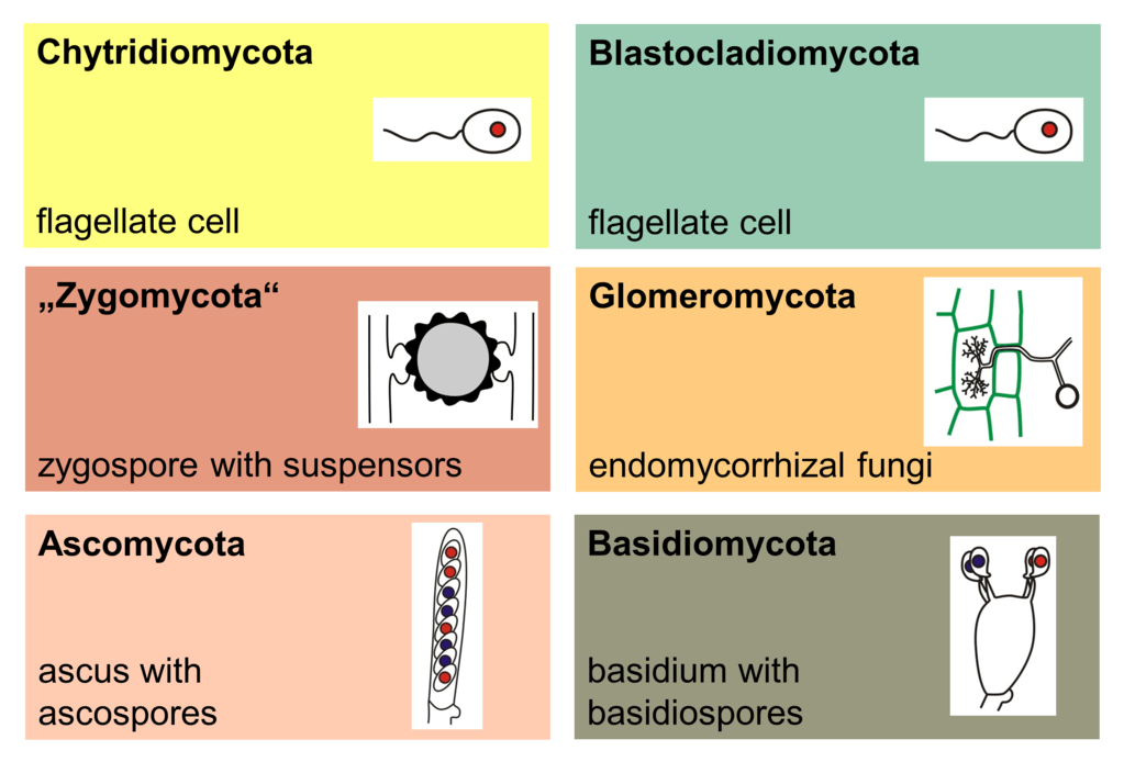 Diagram of fungus types