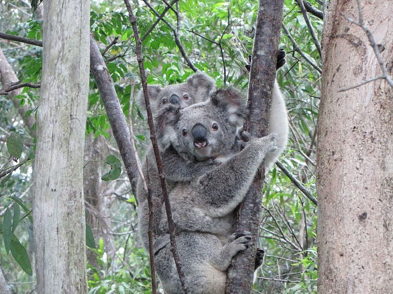 The Delights and Dangers of Tree-Hugging