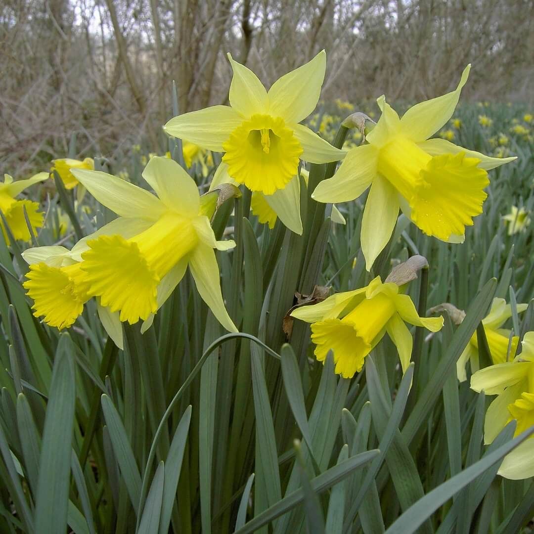 Narcissus pseudonarcissus